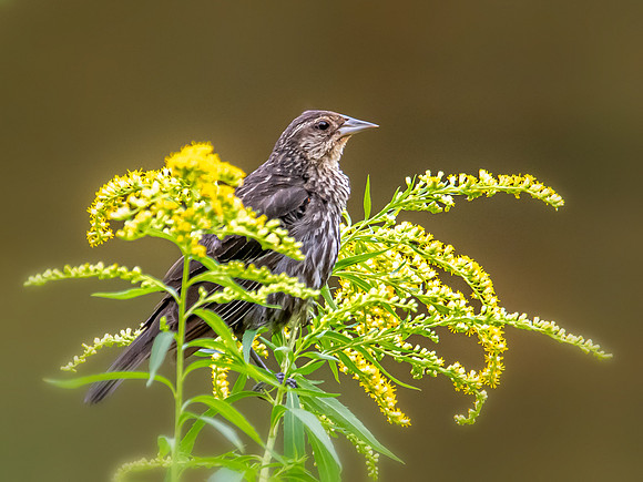 redwingedblackbird goldenrod 2022_08_09