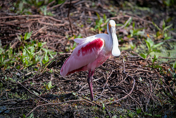 roseated spoonbill 2 circle b bar 2022_02_16-facebook