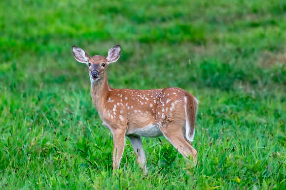 fawn 2022_08_26