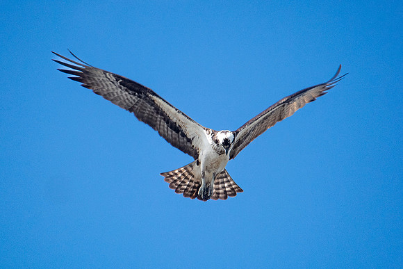 osprey hunting 3 circle b bar 2022_02_16-facebook