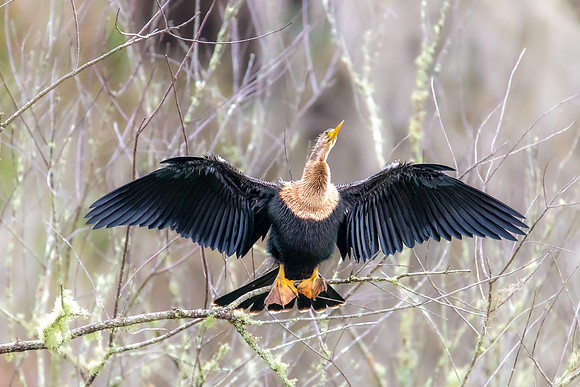 anhinga fan paynes prairie 2022_02_08-Edit-facebook