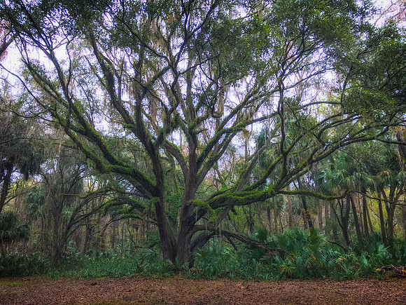 live oak paynes prairie 2022_02_06-Edit-facebook