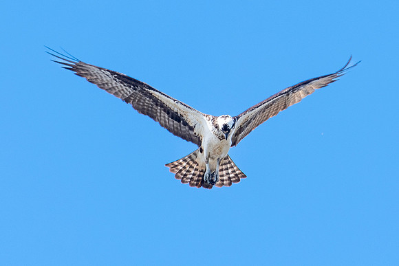 osprey hunting 1 circle b bar 2022_02_16-facebook