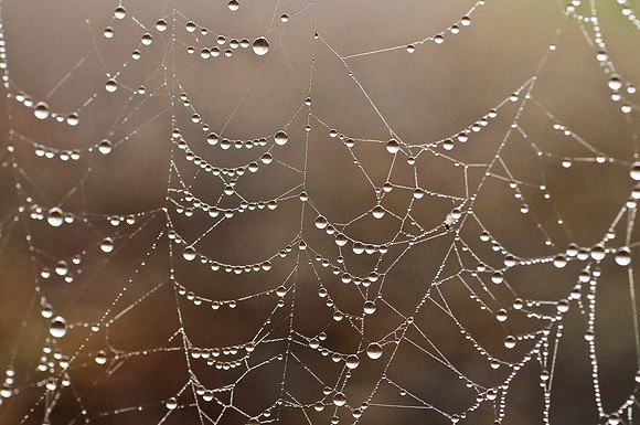 Elk Country - Spider Web