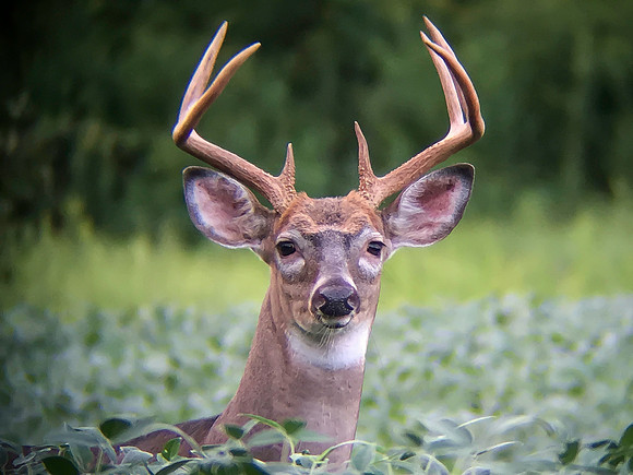 Soybean Buck 2016_08_21